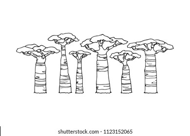 Vector  poster with hand drawn baobab trees. Beautiful design elements, ink drawing, logo template