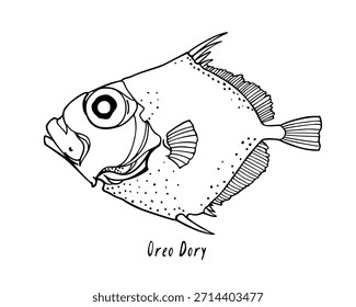 Vector poster with a hand drawn drawing of Oreo Dory fish made in graphic style. Ink drawing, beautiful illustration. Perfect for design of a poster or a banner for any fish industry business.