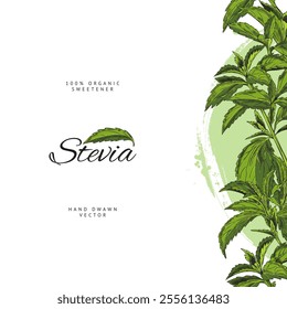 Vector poster with a horizontal border depicting a stevia plant with beautiful green leaves on a white background. A useful sweetener for a sugar-free diet.