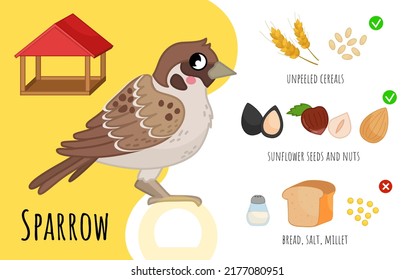 Vector poster how to feed a city ​​birds. List of allowed products. Cartoon illustration of a cute sparrow.
