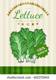Vector poster with a lettuce in a sketch style. Vector illustration for your design