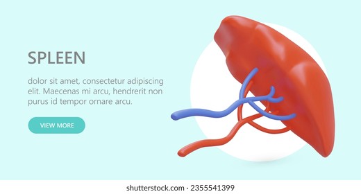 Vektorplakat mit realistischer Milz. Internes Organ des Menschen. Farbkonzept für Krankenhaus, Klinik. Werbung für ärztliche Leistungen. Analyse, Untersuchung, Behandlung. Weitere Schaltfläche anzeigen