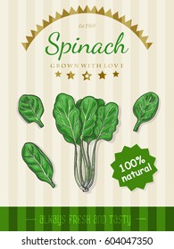Vector poster with a spinach in a sketch style. Vector illustration for your design