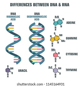 Vector poster spiral of DNA and RNA. An illustration of the differences in the structure of the DNA and RNA molecules. Image poster structure RNA and DNA