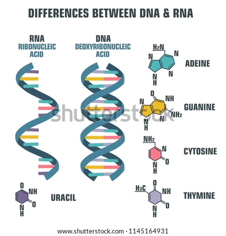 Vector poster spiral of DNA and RNA. An illustration of the differences in the structure of the DNA and RNA molecules. Image poster structure RNA and DNA