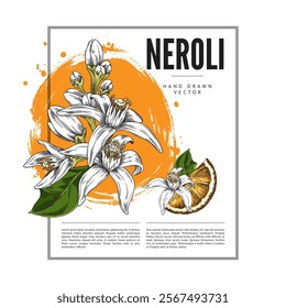 Vector poster with white flowers stuck on branches, hand-drawn with orange oranges on a white background for botanical design in cosmetology and aromatherapy.