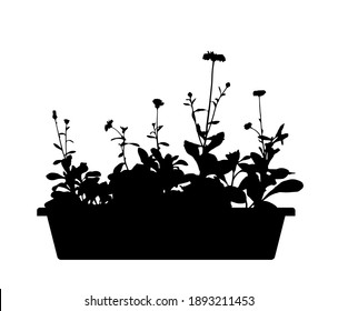 vector pot marigold (Calendula officinalis) in planter silhouette isolated on white background