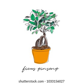 vector pot plant illustration. ficus ginseng hand drawing.  houseplant sketch.