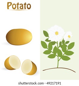 vector potato