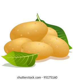 Vector potato and green leaf