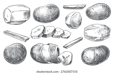 Vector potatoes whole, halved, sliced, and peeled. Vector sketch, hand-drawn with ink and brush. Line illustration of the autumn harvest.