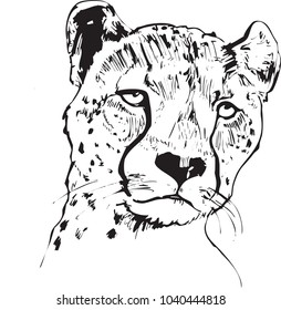 Vector potrait of a cheetach