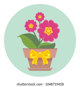 Vector potted primrose flowers with yellow bow. Icon. Greeting card template. Spring flowers in flat style.