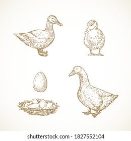 Vector Poultry Birds Sketches Set. Hand Drawn Illustrations of Duck, Duckling, Drake and Eggs in a Nest. Isolated.