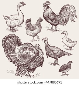 Vector illustration set poultry - goose, rooster, chicken, turkey, duck, quail. A series of farm animals. Graphics drawing. Vintage engraving style. Nature. Sketch. Isolated birds on white background.