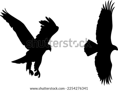 Vector prepared and cleaned eagle drawings [[stock_photo]] © 