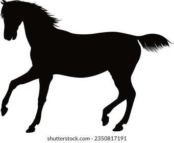 vector prepared and cleaned horse images
