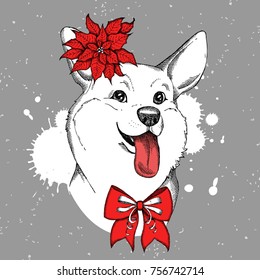 Vector print Cute Welsh Corgi with bow and Christmas flower red Poinsettia and grunge background with spots