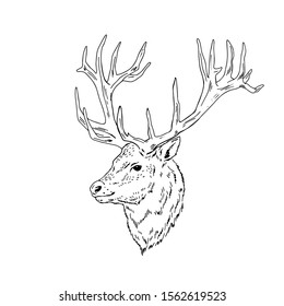 Vector profile portrait illustration of deer forest animal Hand drawn ink realistic animal sketching isolated on white. Perfect for logo branding colourig book design.