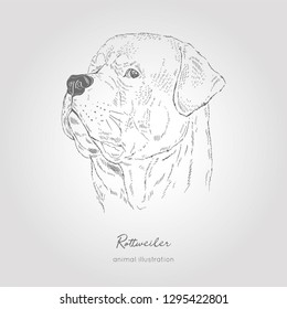 Vector profile portrait illustration of Rottweiler dog breed. Hand drawn ink realistic sketching. Perfect for logo branding t-shirt coloring book design.