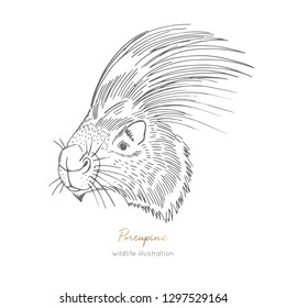 Vector profile view portrait illustration of porcupine forest animal Hand drawn ink realistic animal sketching isolated on white. Perfect for logo branding colourig book design.