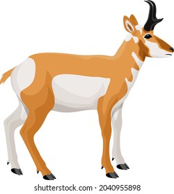 Vector Pronghorn, American Antelope, Prong Buck