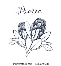 Vector protea. Monochrome Botany clipart on white background. Floral illustration in vintage style. Flowers for your design, wedding invitation