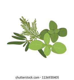 Vector provencal herbs illustration isolated in cartoon style. Herbs and Species Series