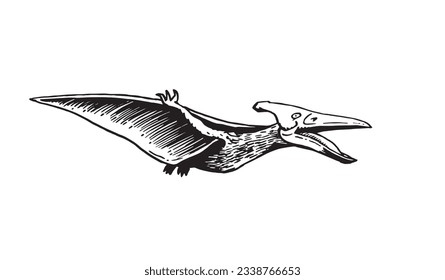 Vector pterodactyl,graphical illustration of flying  dinosaur isolated on white background