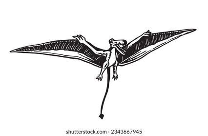 Vector pterodactyl,graphical illustration of flying  dinosaur isolated on white background