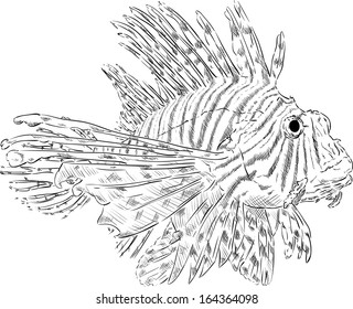 vector - Pterois volitans , isolated on background