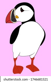 Vector puffin; vector illustration; Atlantic Icelandic bird; Northern bird in cartoon style; cute bird; large beak; paws and eyes; rare animal; beautiful natural bird; wildlife; frost resistant; 