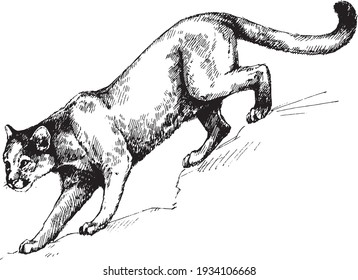 Vektorpumpen-Panther-Wildkatzen-Grafik    