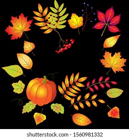Vector pumpkin with autumn leaves and rowan berry on the black background. Use for Thanksgiving Day
