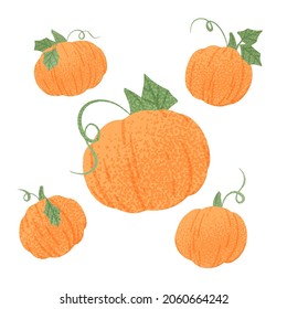 Colección de calabaza vectora al estilo de las caricaturas. Verduras de calabaza texturadas y brillantes. Alimentos naturales orgánicos saludables para el diseño del mercado agrícola del otoño.