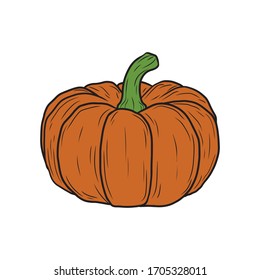 Vector pumpkin. Food sketch illustration for print, web, mobile and infographics isolated on white background.