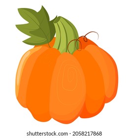 Vector pumpkin with green leaves and tendrils isolated on white background. Realistic vector illustration of a pumpkin. Harvest halloween pumpkin in flat style