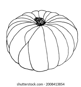 Vector pumpkin. Hand drawn illustration of pumpkin, summer harvest, organic food. Botanical illustration, isolated on white background