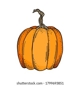 Vector pumpkin illustration. Cute cartoon orange gourd vegetable isolated on white background. Hand drawn graphic illustration for autumn decoration, Thanksgiving day, Halloween, poster