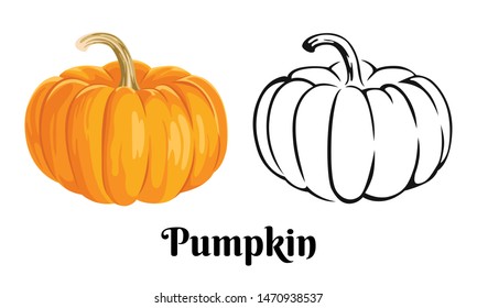 Vector pumpkin isolated on white background. Color cartoon illustration of an orange vegetable and black and white simple outline icon.