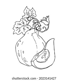 Vector pumpkin on white background. Element for autumn decorative design, harvest. Healthy food design.