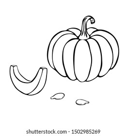 vector pumpkin or squash outline illustration isolated on white background. pumpkin icon. vintage hand drawn pumpkin sketch. outline pumpkin for colouring book, logo, halloween or thanksgiving concept