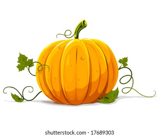 vector pumpkin vegetable fruit isolated on white background