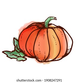 Calabaza vectorial en forma de acuarela con hojas