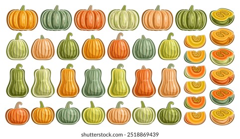 Vector Pumpkins and Kabocha Set, collection of cut out outline illustrations many different pumpkins, group of various cartoon design whole and chopped pumpkin and farming kabocha on white background