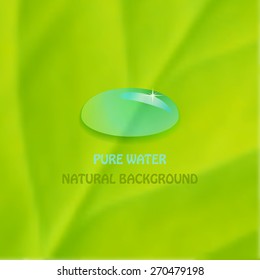 Vector pure water drop on green leaf.