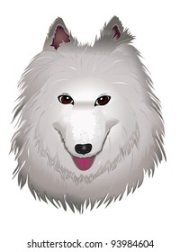 vector purebred fluffy white Samoyed dog smiles. vector illustration eps 10