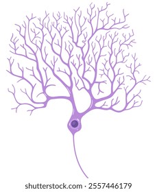 Vector Purkinje cells. Pear-shaped neurons.