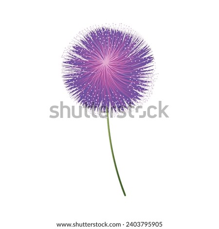 Vector purple allium flower on white background