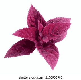 Vector Purple Coleus Isolated on White Background